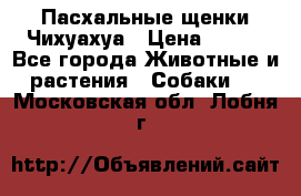Пасхальные щенки Чихуахуа › Цена ­ 400 - Все города Животные и растения » Собаки   . Московская обл.,Лобня г.